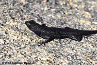 Great Basin Fence Lizard