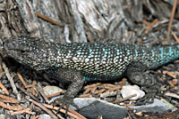 Great Basin Fence Lizard