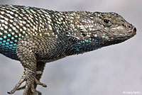 Great Basin Fence Lizard