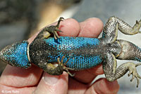 Great Basin Fence Lizard