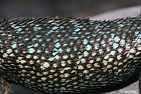 Great Basin Fence Lizard