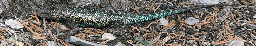 Great Basin Fence Lizard