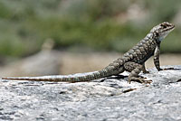 Great Basin Fence Lizard