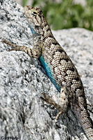 Great Basin Fence Lizard