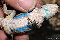 Great Basin Fence Lizard