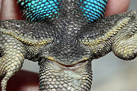 Coast Range Fence Lizard