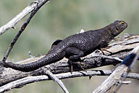 Northwestern Fence Lizard