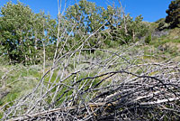 Northwestern Fence Lizard