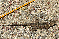 Great Basin Fence Lizard