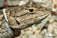 Great Basin Fence Lizard