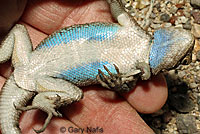 Great Basin Fence Lizard