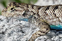 Coast Range Fence Lizard