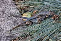 Great Basin Fence Lizards