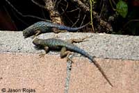 Great Basin Fence Lizards