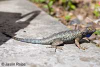 Great Basin Fence Lizard