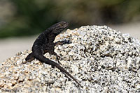 Great Basin Fence Lizard