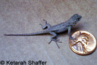 Great Basin Fence Lizard