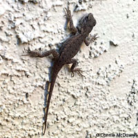 Great Basin Fence Lizard