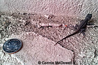 Great Basin Fence Lizard