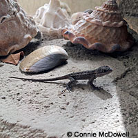 Great Basin Fence Lizard