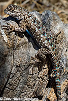 Great Basin Fence Lizard