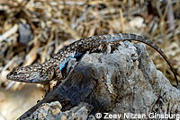 Great Basin Fence Lizard