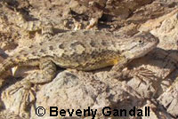 Great Basin Fence Lizard