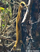 Northwestern Fence Lizard