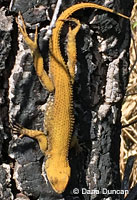 Northwestern Fence Lizard