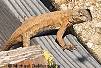 Northwestern Fence Lizard