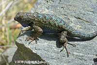 Great Basin Fence Lizard