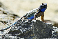 Great Basin Fence Lizard