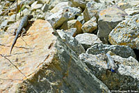 Great Basin Fence Lizard