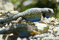 Great Basin Fence Lizard