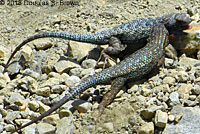 Great Basin Fence Lizard