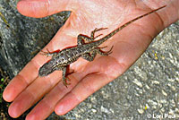 lGreat Basin Fence Lizard