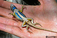 Great Basin Fence Lizard