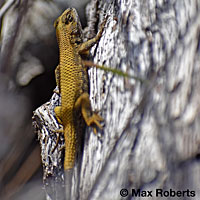 Northwestern Fence Lizard