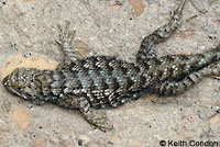 Great Basin Fence Lizard