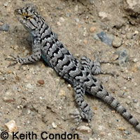 Great Basin Fence Lizard