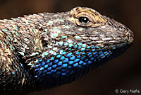 Great Basin Fence Lizard