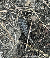 Great Basin Fence Lizard