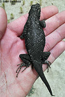 Northwestern Fence Lizard