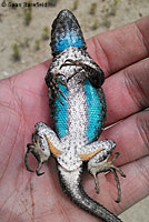 Northwestern Fence Lizard