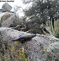 Northwestern Fence Lizard