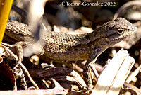 Great Basin Fence Lizard