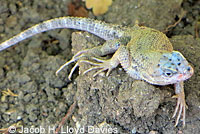 Great Basin Fence Lizard