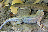 Great Basin Fence Lizard