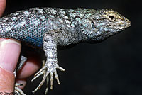 Great Basin Fence Lizard