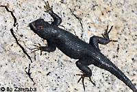 Great Basin Fence Lizard